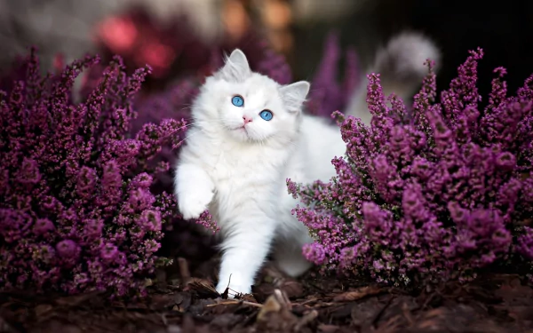 A fluffy white kitten with blue eyes playfully moves among vibrant purple flowers in this HD desktop wallpaper background.