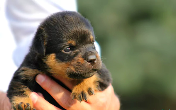 An HD desktop wallpaper featuring a cute Rottweiler puppy being held gently in someone's hands, with a blurred natural background.