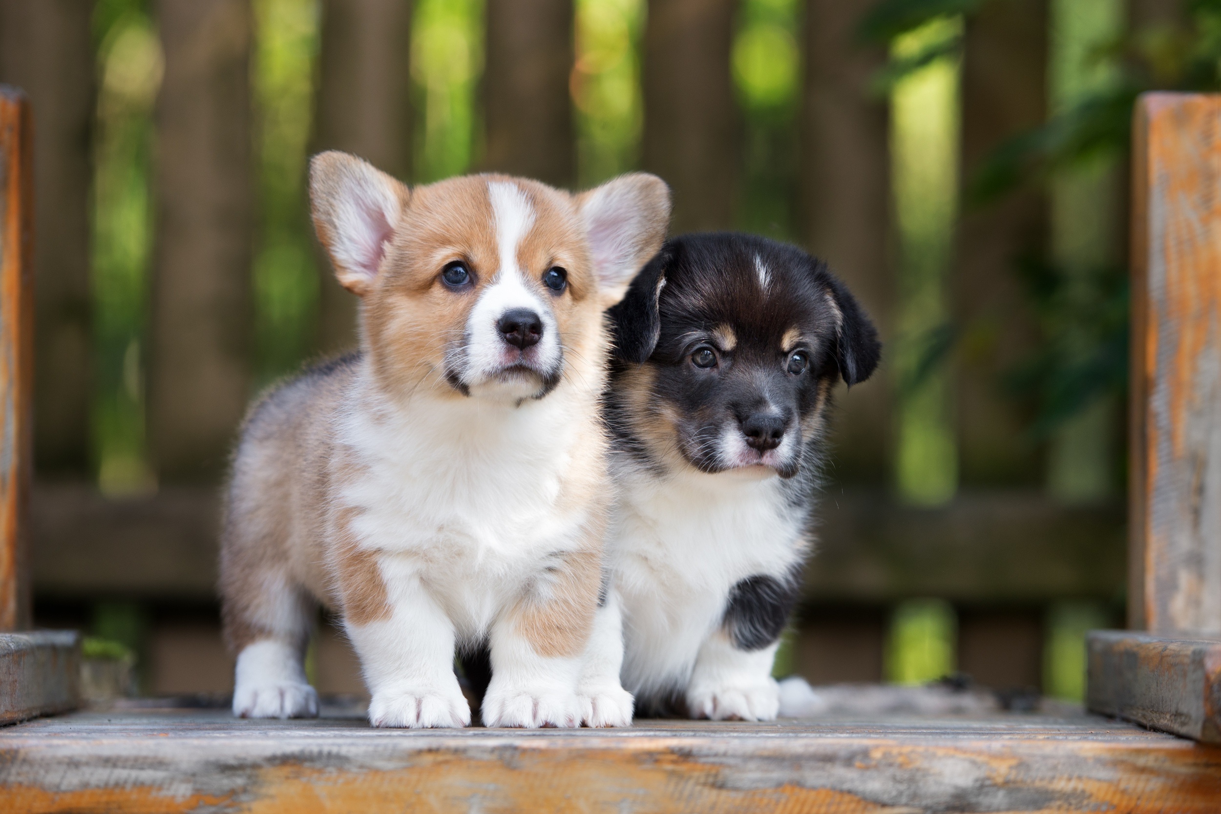Animal Puppy HD Wallpaper | Background Image
