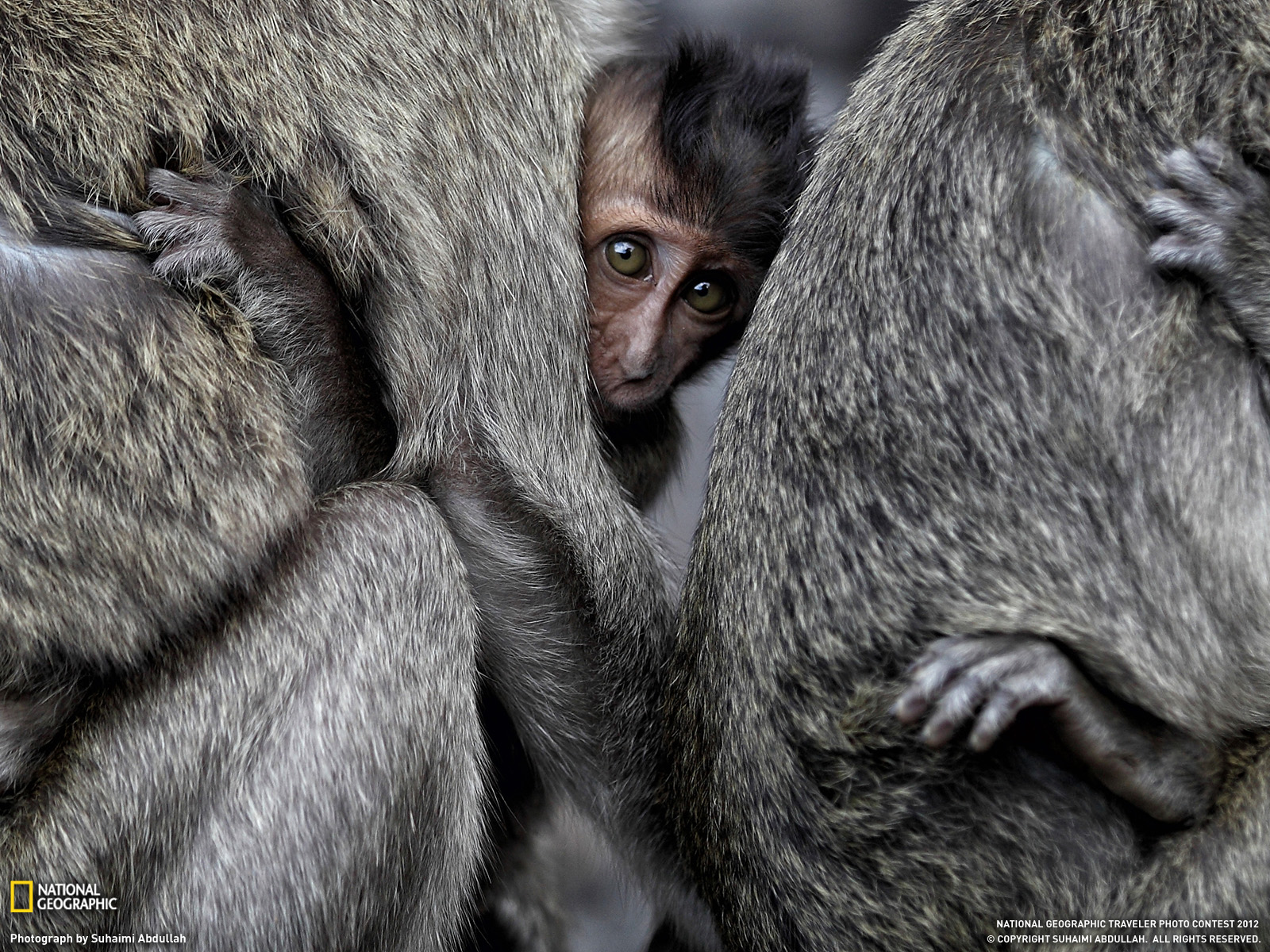 Baby Macaque and Parents by Subaimi Abdullah