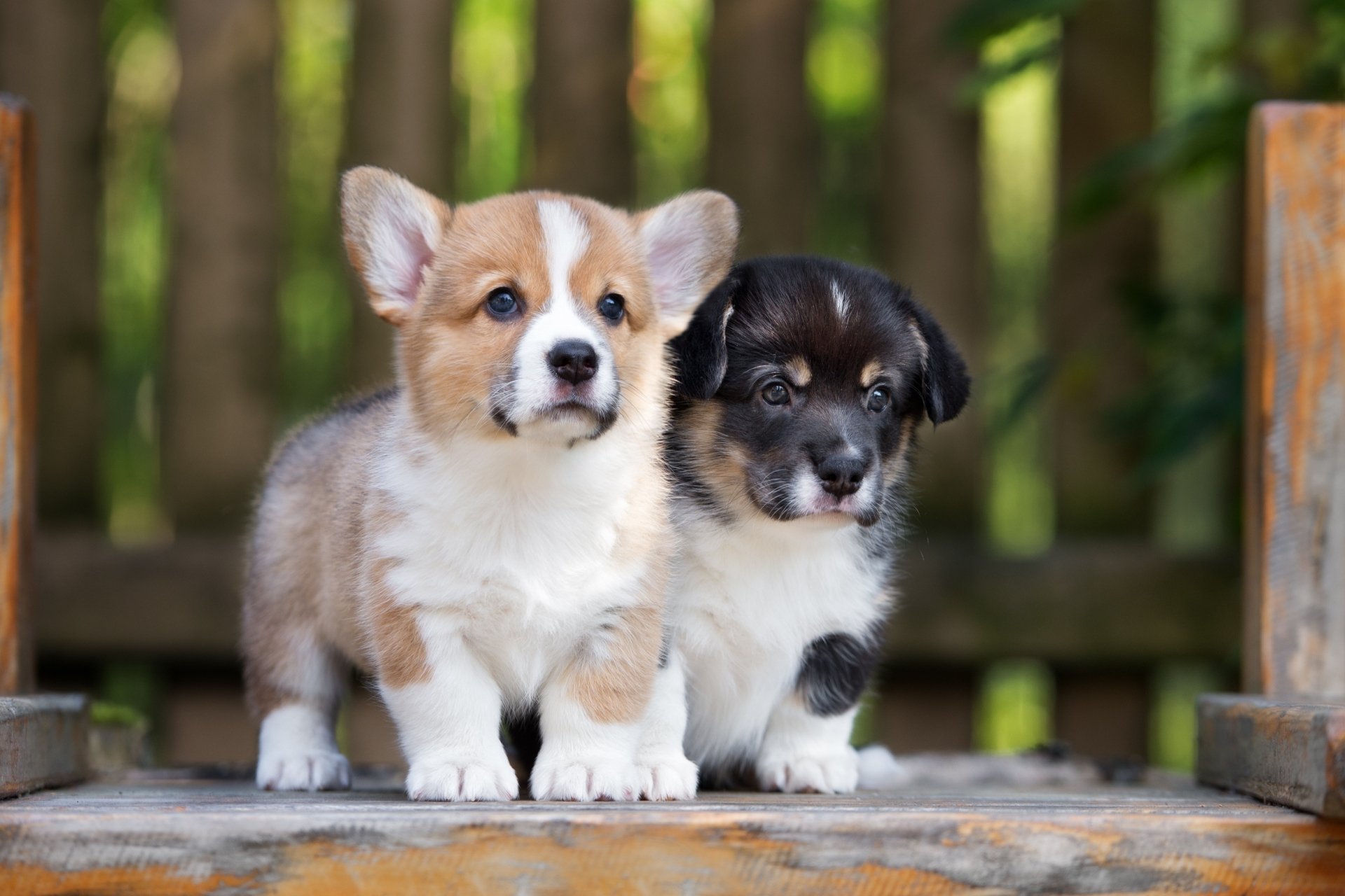 HD desktop wallpaper featuring two adorable corgi puppies, a baby animal scene showcasing a light brown and white dog and a black and white dog sitting together outdoors.