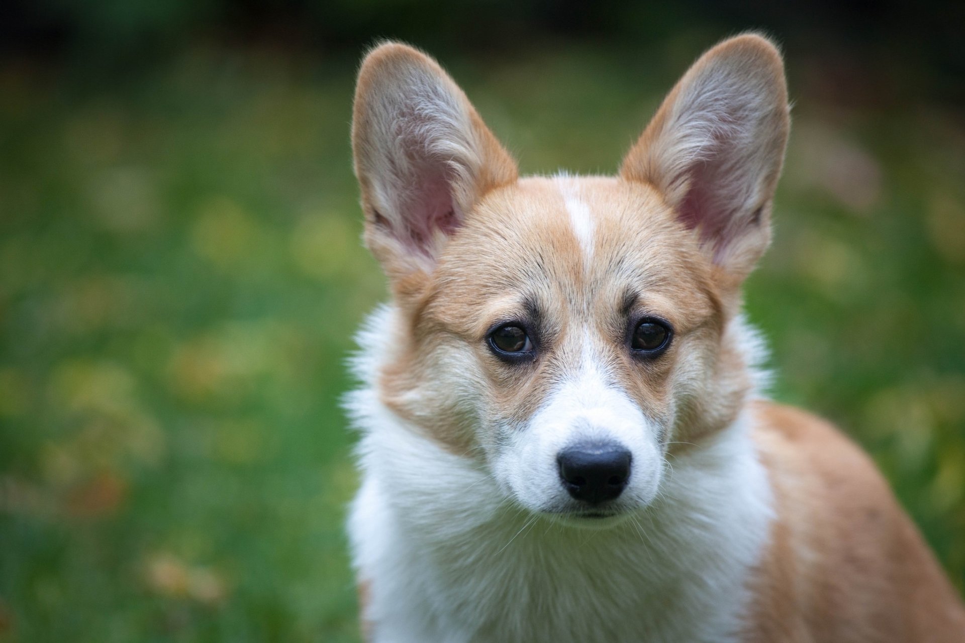 Download Dog Animal Corgi HD Wallpaper