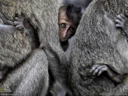  Baby Macaque and Parents by Subaimi Abdullah