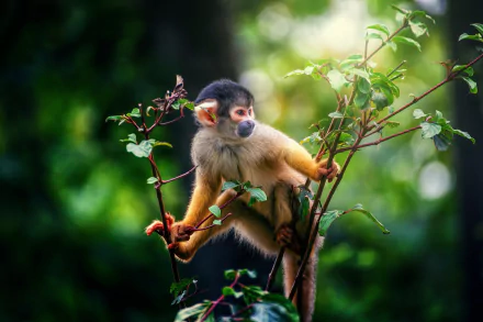 A vibrant HD desktop wallpaper of a squirrel monkey perched on a leafy branch, with a soft bokeh background highlighting the primate in its natural habitat.