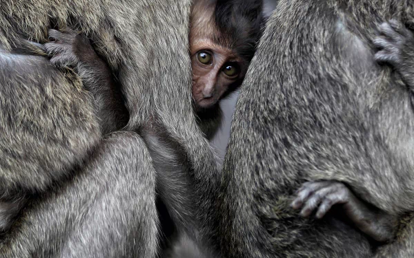  Baby Macaque and Parents by Subaimi Abdullah