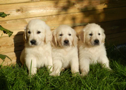 HD PC desktop wallpaper featuring three adorable golden retriever puppies sitting on grass in front of a wooden fence, showcasing their soft fur and gentle expressions.