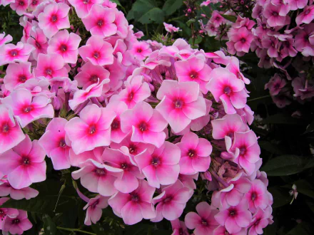  Pink Phlox Flowers