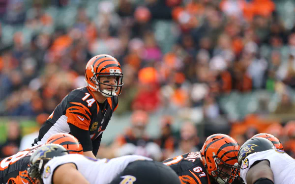 Cincinnati Bengals Sports HD Desktop Wallpaper | Background Image