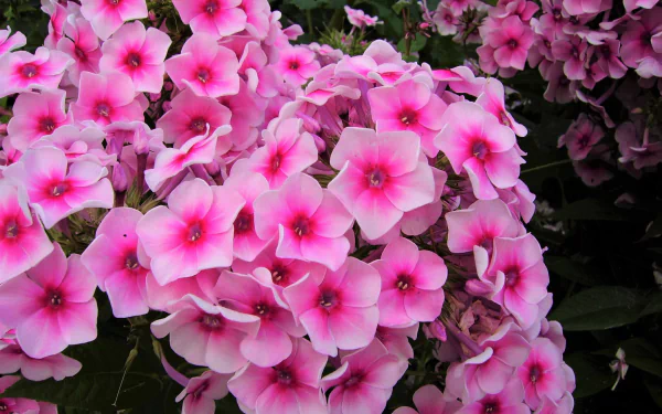  Pink Phlox Flowers