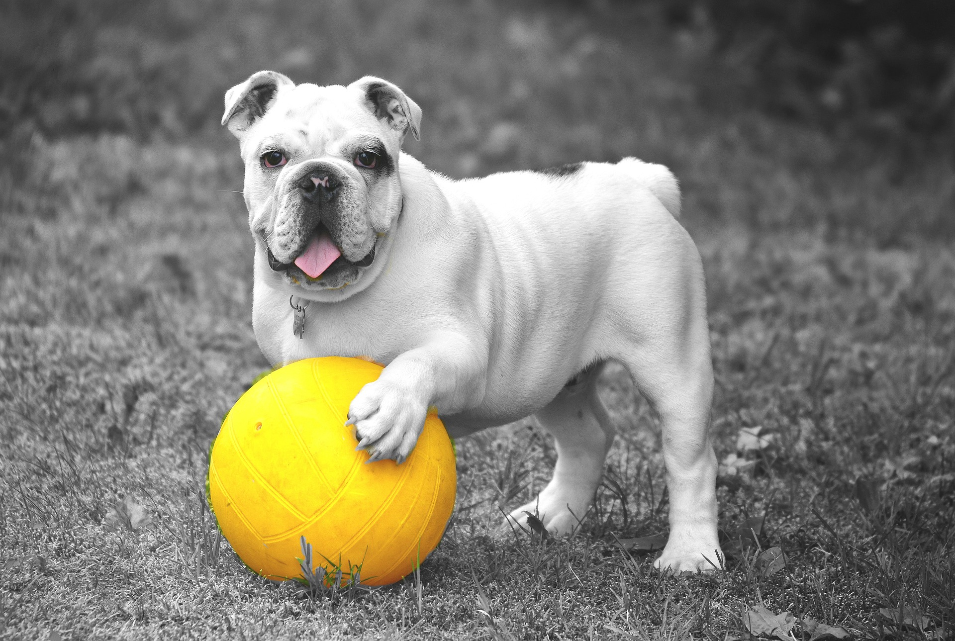 Bulldog With a Yellow Ball by Anja Osenberg