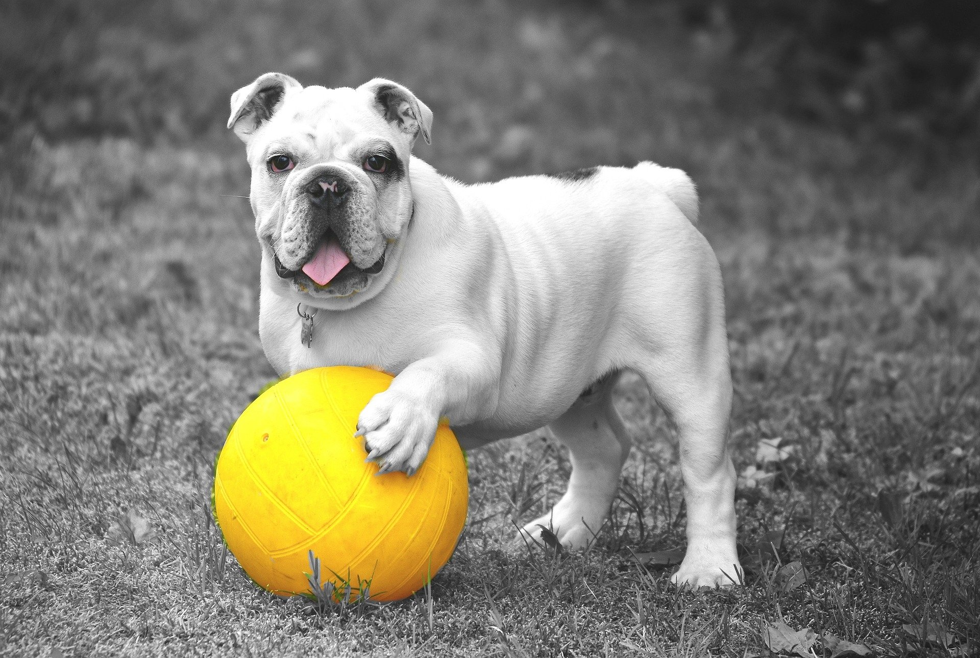 Download Ball Dog Bulldog Animal English Bulldog HD Wallpaper by Anja Osenberg