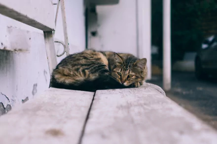 HD wallpaper of a cat resting on an old wooden bench. The setting is outdoors with a blurred background, adding depth to the tranquil scene.