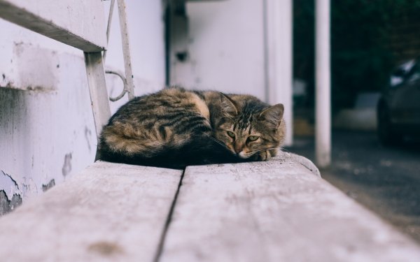 Animal Cat Bench HD Wallpaper | Background Image