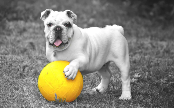  Bulldog With a Yellow Ball by Anja Osenberg