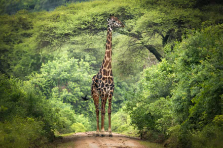 HD PC desktop wallpaper featuring a giraffe standing on a dirt path surrounded by lush green trees in a natural, vibrant forest setting.