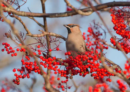 A waxwing bird perched among bright red berries on tree branches, captured in a vivid HD desktop wallpaper and background.