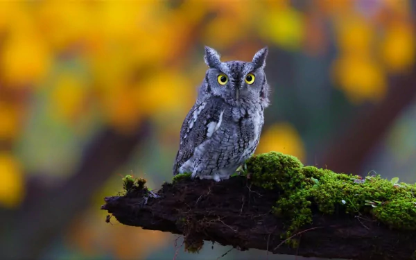 A high-definition desktop wallpaper featuring an owl perched on a moss-covered branch, set against a backdrop of vibrant autumn colors.