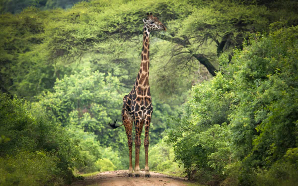 Animal giraffe HD Desktop Wallpaper | Background Image
