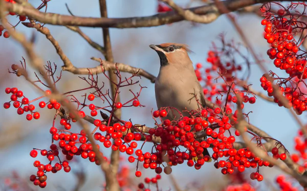 A waxwing bird perched among bright red berries on tree branches, captured in a vivid HD desktop wallpaper and background.