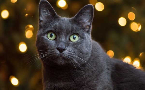 Animal Cat Cats Stare Bokeh HD Wallpaper | Background Image