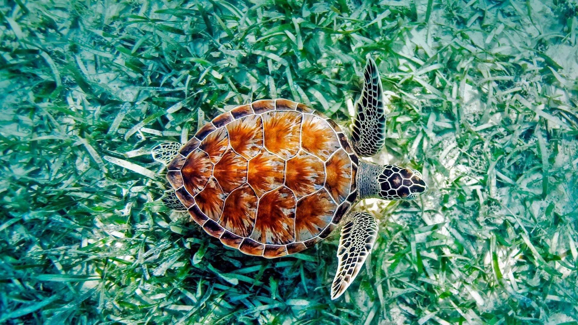 Vibrant Sea Turtle HD Wallpaper