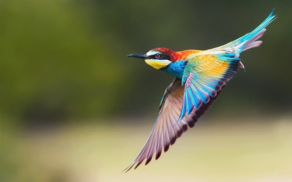 Animal Bee-eater Birds Bee-Eaters Golden Bee-eater Bird HD Wallpaper | Background Image