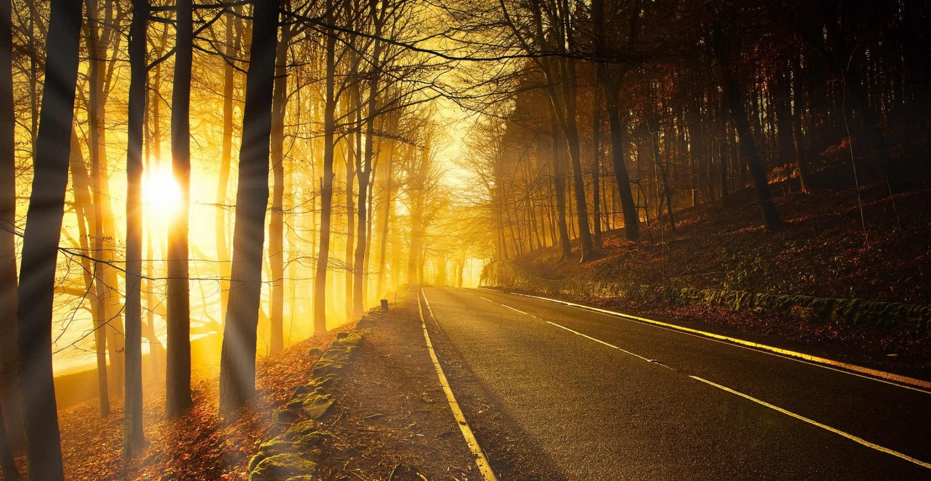 Download Sunbeam Tree Forest Nature Man Made Road Hd Wallpaper