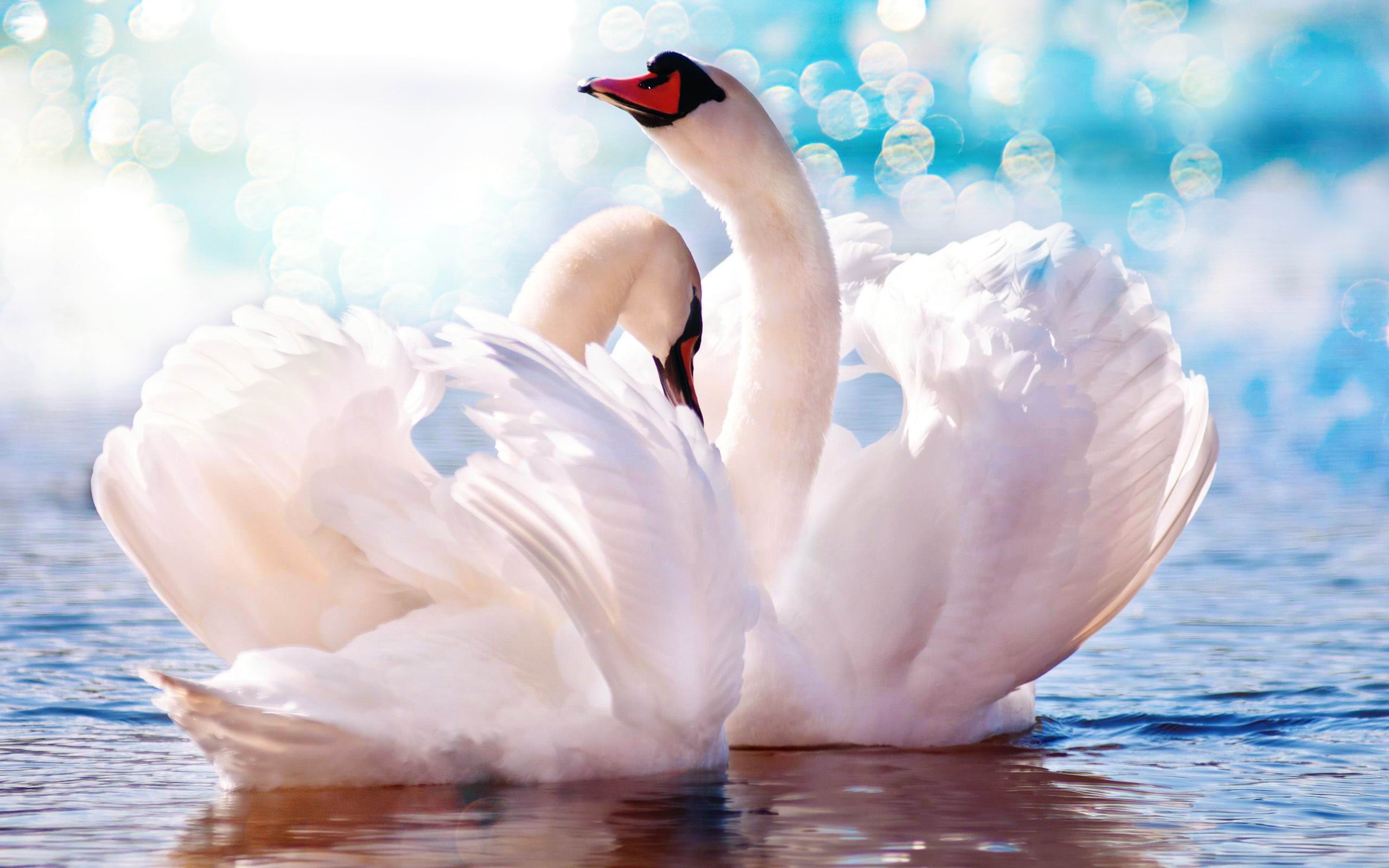 Animal Swan HD Wallpaper