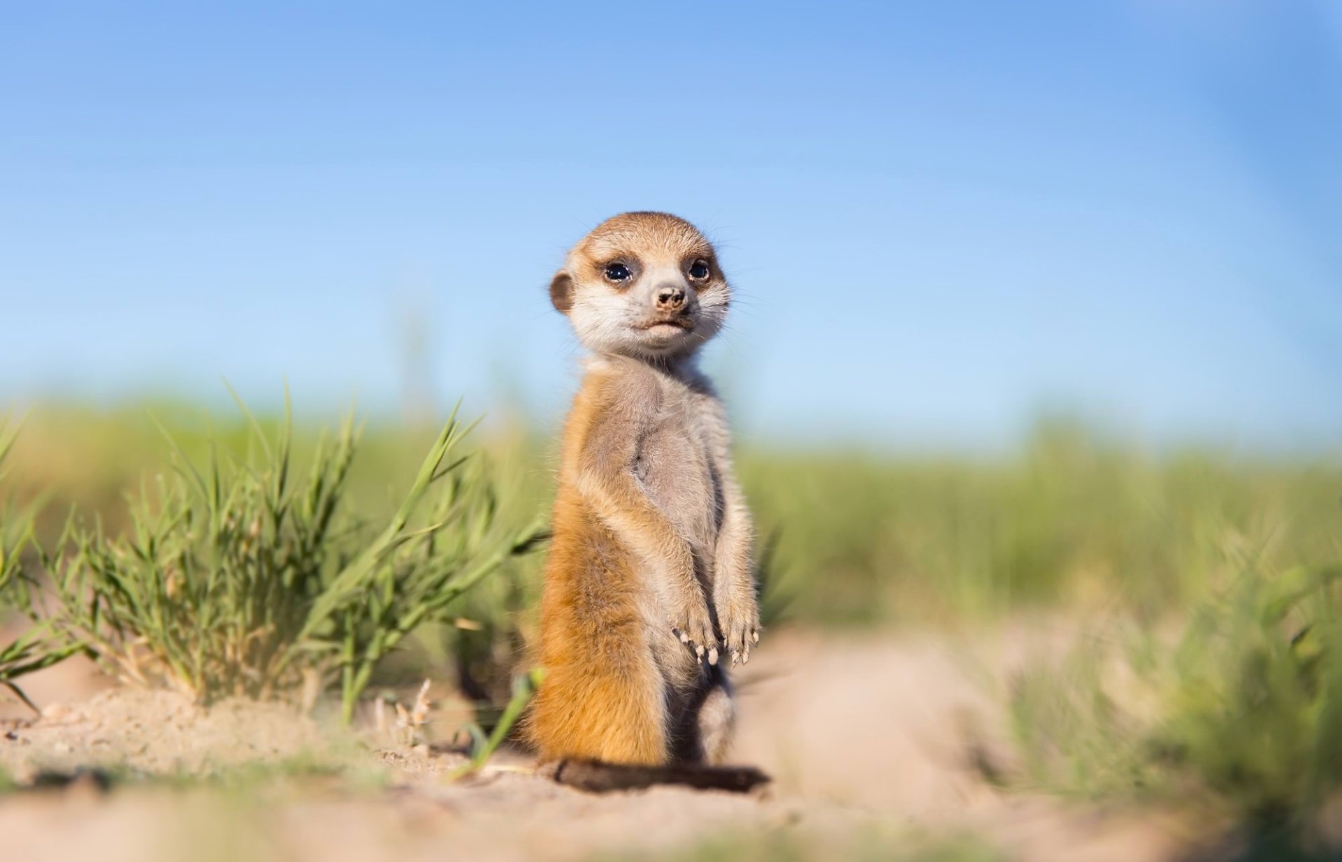 HD desktop wallpaper featuring a meerkat standing alert in a sharp depth of field, with blurred grass and blue sky in the background.
