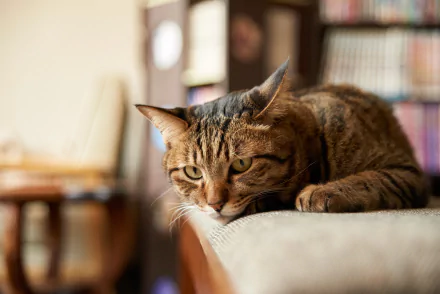 depth of field Animal cat HD Desktop Wallpaper | Background Image