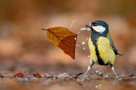 A vibrant HD wallpaper featuring a titmouse interacting with a leaf, surrounded by water droplets, making it a lively and detailed background.