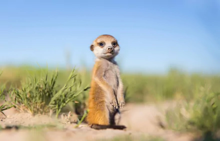 HD desktop wallpaper featuring a meerkat standing alert in a sharp depth of field, with blurred grass and blue sky in the background.