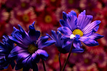 purple flower nature flower HD Desktop Wallpaper | Background Image
