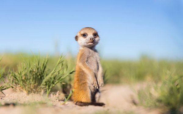 Animal Meerkat Depth Of Field HD Wallpaper | Background Image