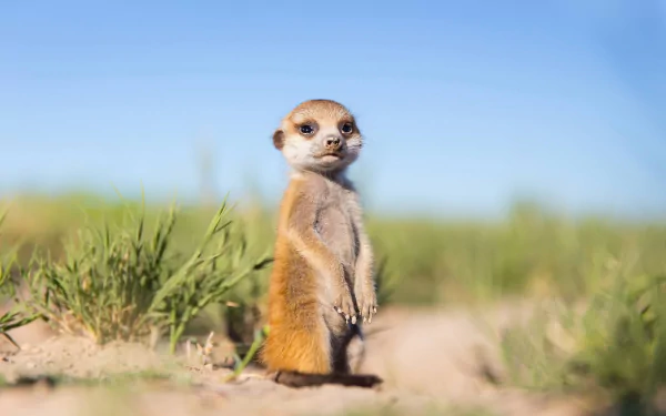 depth of field Animal meerkat HD Desktop Wallpaper | Background Image