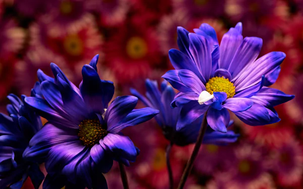 purple flower nature flower HD Desktop Wallpaper | Background Image