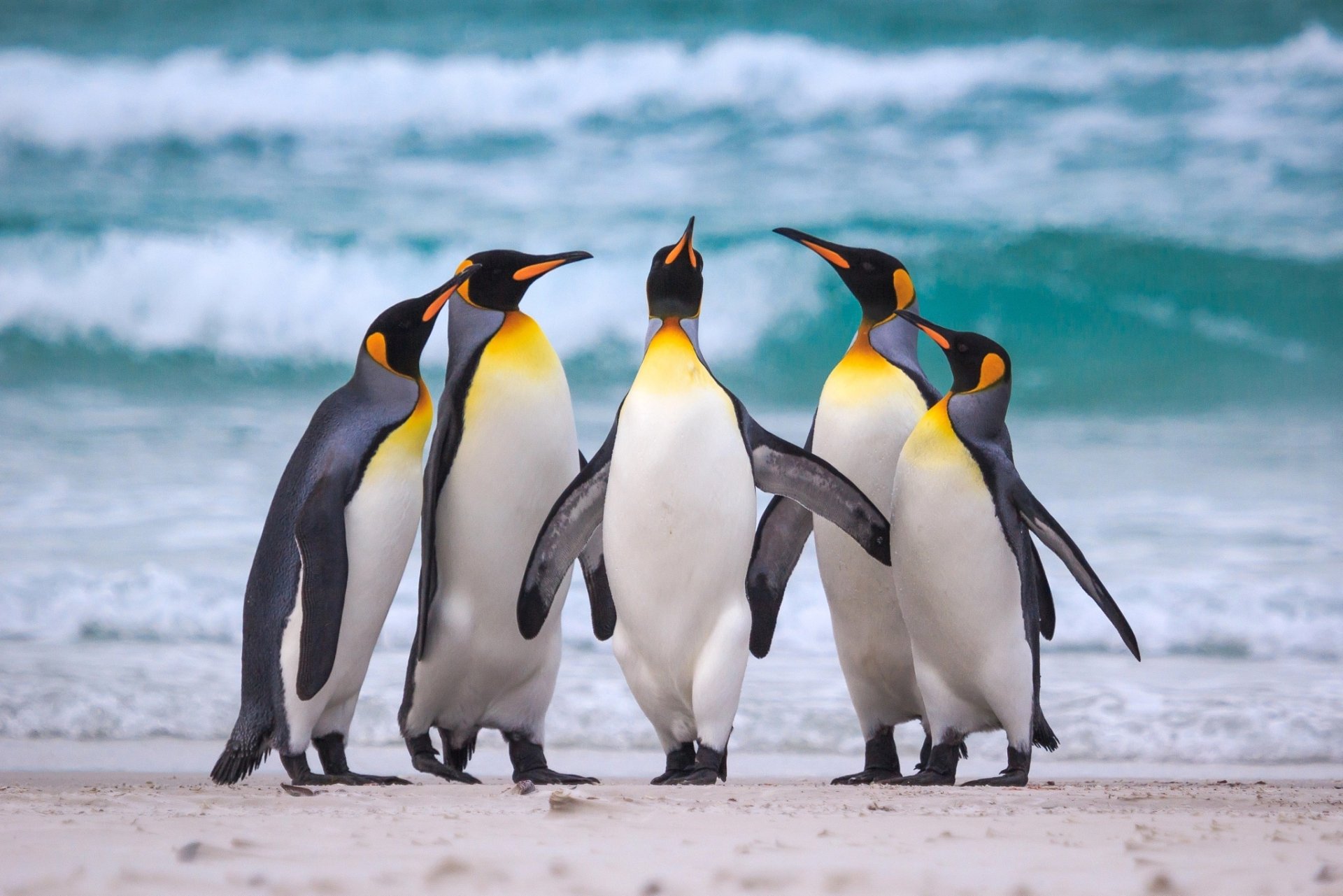 Download Animal Penguin  HD Wallpaper