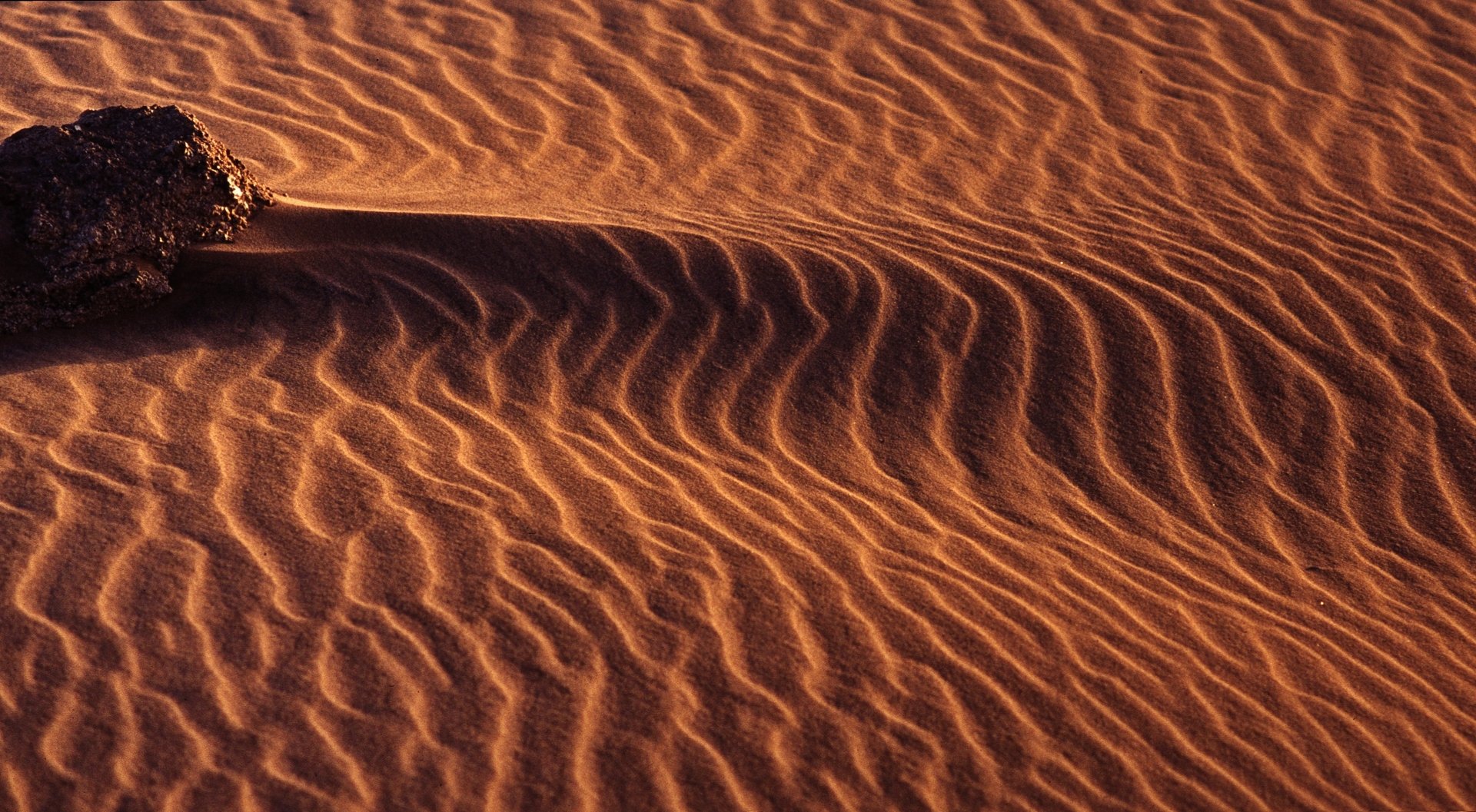 Golden sand dunes of the Sahara Desert in Algeria, showcasing natural ripples and textures under warm sunlight in a 4K Ultra HD resolution.
