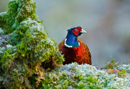 A vibrant pheasant stands amidst lush green moss, captured in stunning detail as a 4K Ultra HD PC desktop wallpaper and background.