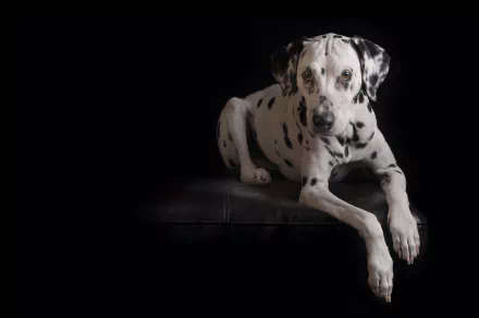 HD desktop wallpaper featuring a Dalmatian dog with black spots lying against a dark background.