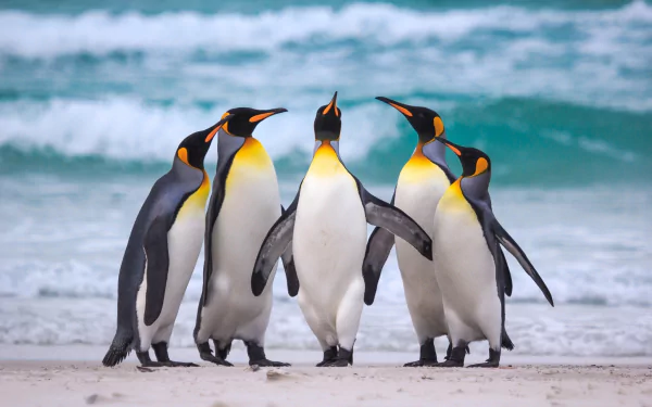 Animal penguin HD Desktop Wallpaper | Background Image