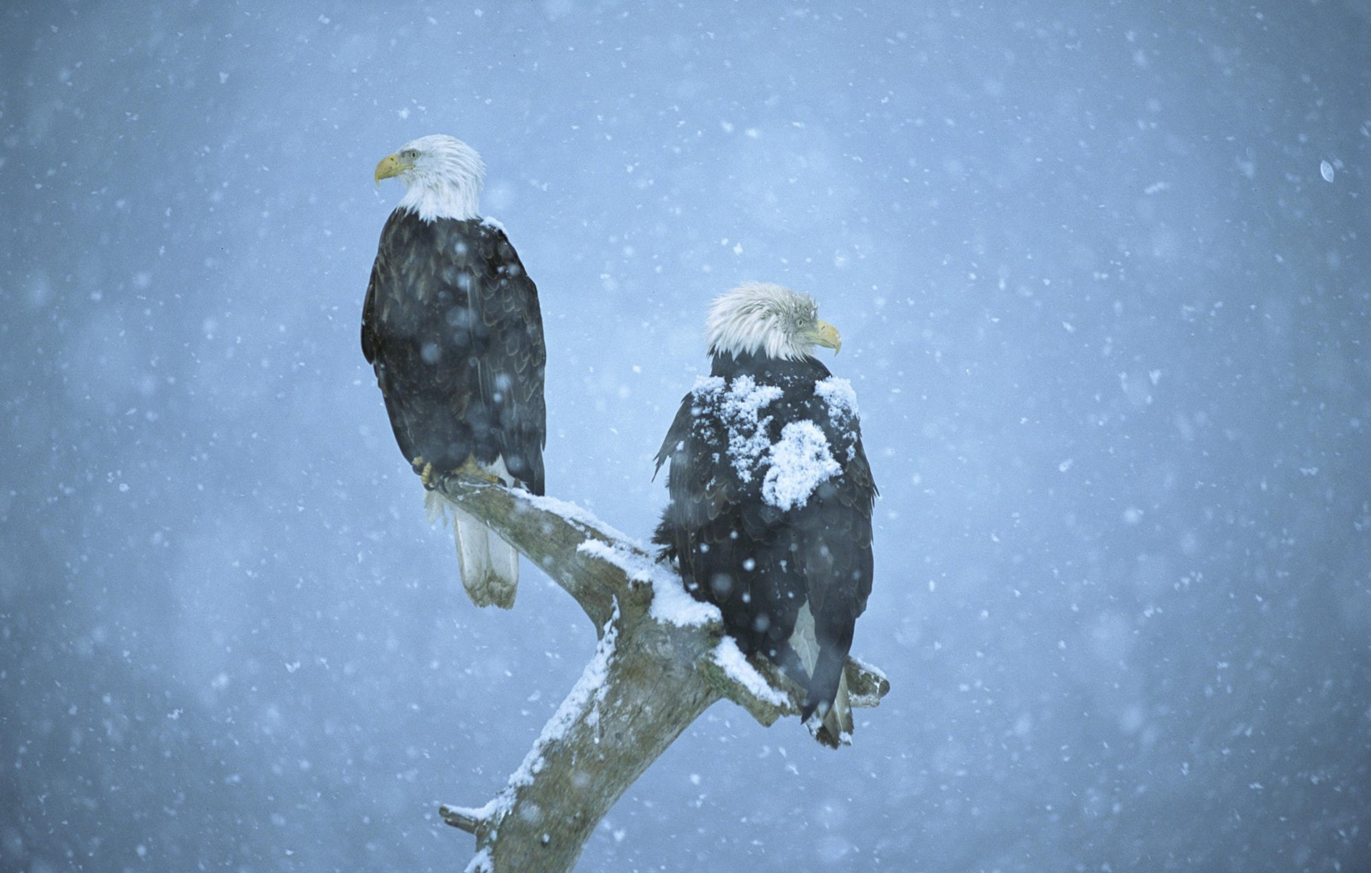 Download Snowfall Snow Winter Branch Eagle Bird Animal Bald Eagle HD
