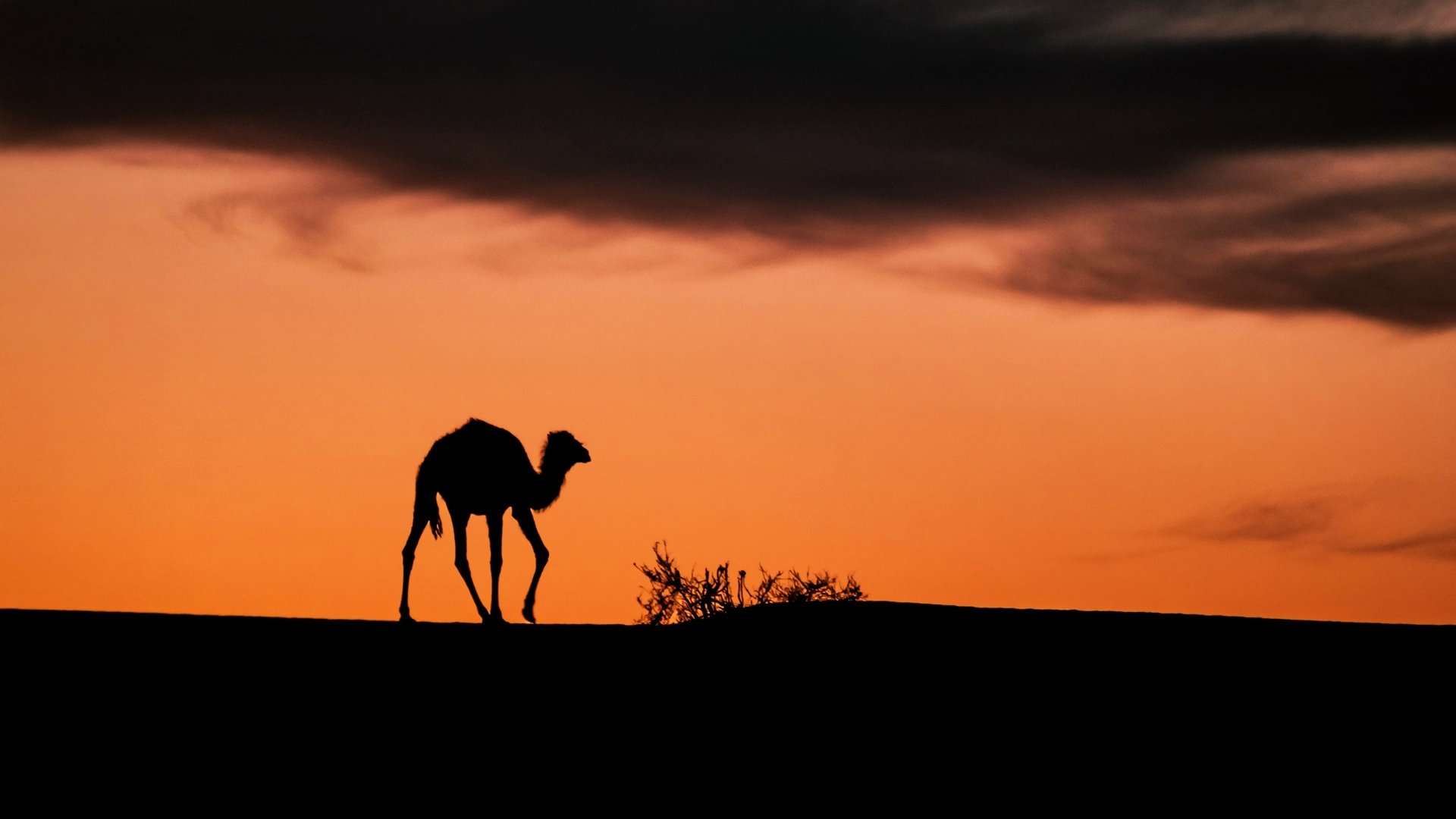 Download Sahara Desert Sunset Africa Algeria Tassili N'Ajjer Animal Camel  4k Ultra HD Wallpaper