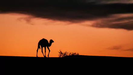Silhouette of a camel against an orange sunset sky over the Sahara Desert in Tassili N'Ajjer, Algeria, Africa, captured in a 4K Ultra HD wallpaper.