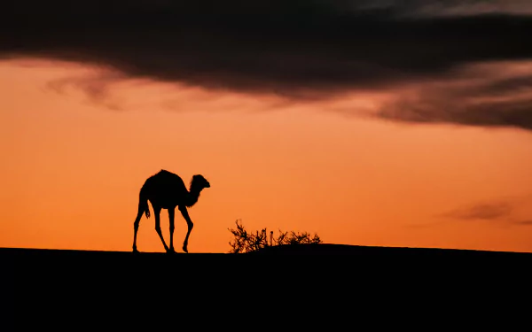 Silhouette of a camel against an orange sunset sky over the Sahara Desert in Tassili N'Ajjer, Algeria, Africa, captured in a 4K Ultra HD wallpaper.