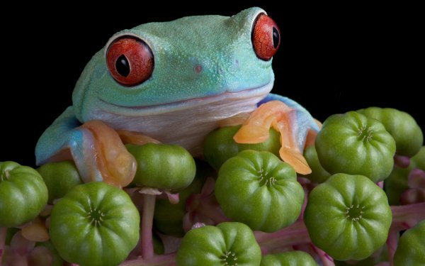 Animal Red Eyed Tree Frog Frogs Red-Eyed Tree Frog Frog Amphibian Macro HD Wallpaper | Background Image