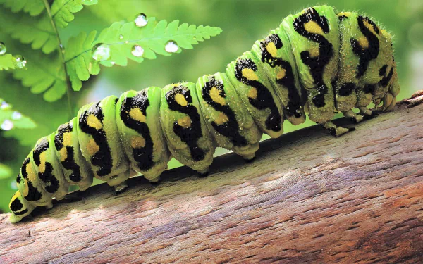 Close-up HD desktop wallpaper of a vibrant green caterpillar with black markings crawling on a wooden branch against a blurred leafy background.