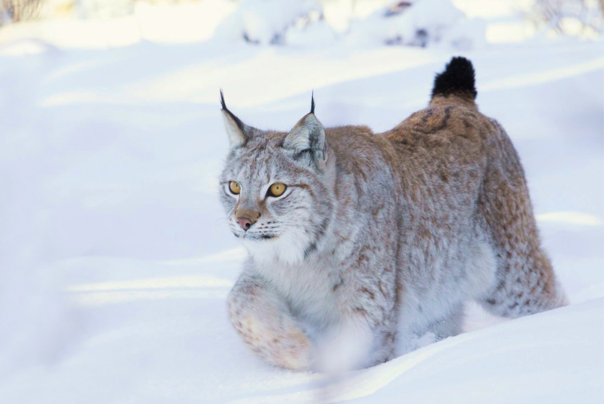 Lynx HD Wallpaper | Background Image | 2048x1368 | ID:902175