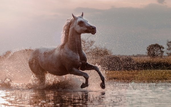 Animal Horse Water Splash HD Wallpaper | Background Image