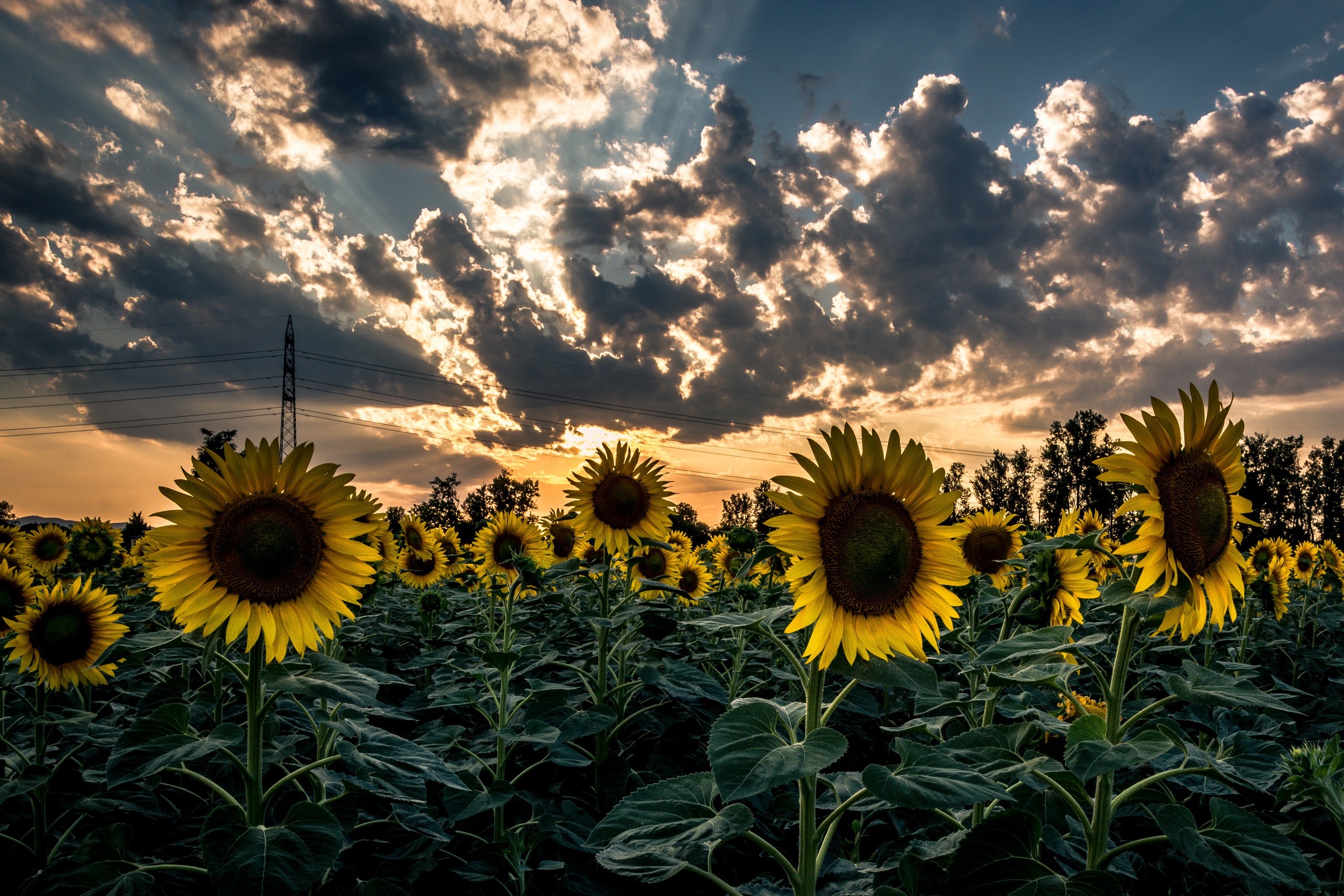 Sunflowers in a Field🌻
